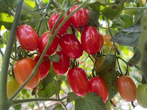 Tomates cerises biologiques en conserve, couvercle à ouverture facile, boîte en fer blanc - Product Image 2
