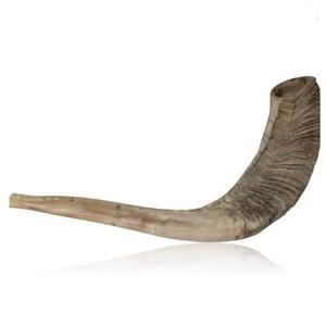Shofar en corne de bœuf très demandé, tendance du moment, corne naturelle, écologique, fait main, haute qualité, pour usage religieux, casher - Product Image 6