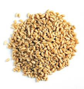 Granos de Trigo de Primera Calidad al por Mayor, Suministro a Granel, Listos para Enviar, Grado Alimenticio, Más Vendidos para Exportación - Product Image 3