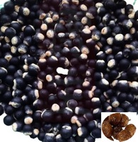 Fournisseur en vrac Graines de noix de savon