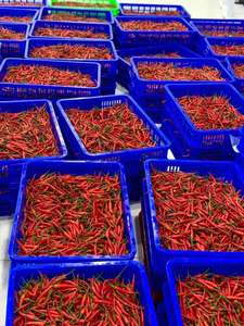 Frozen <b>Red</b> <b>Hot</b> Chili Pepper Whole Food Grade - Product Image 3