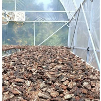 Fruits de Noni séchés du Vietnam de qualité supérieure avec prix direct usine pour les importateurs, les distributeurs et les chaînes de magasins de détail