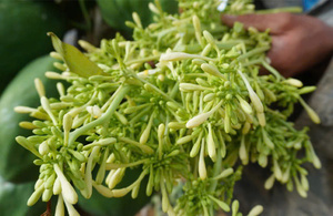Premium <b>Dried</b> Papaya Flowers - Natural, Organic & Bulk Supply // Evan - Product Image 3