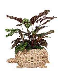 ตะกร้าขนมหวายธรรมชาติสไตล์อาร์ตเดโคสีช็อกโกแลตจากฮานอย สำหรับตกแต่งบ้าน จัดระเบียบ และเพิ่มสไตล์ - Product Image 3