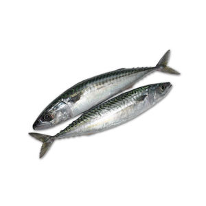 Frozen mackerel fish bulk shipment for seafood distributors - Product Image 4