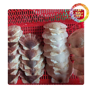 Coquilles Saint-Jacques écologiques faites à la main à double paroi pour la décoration intérieure, les kits d'artisanat et la décoration côtière – Vente en gros - Product Image 2