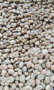 (ตัวอย่างฟรี) เมล็ดกาแฟเขียวแอฟริกันอาราบิก้าคุณภาพสูง ยอดขายดีที่สุด คั่วเต็มเมล็ด ออร์แกนิค เกรด 1 น้ำหนัก 25 กก. ราคาดีที่สุด พร้อมส่ง - Product Image 2