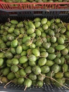 Zumo de Ambarella congelado de origen vietnamita listo para beber o mezclar con otros zumos a granel precio de exportación - Product Image 4