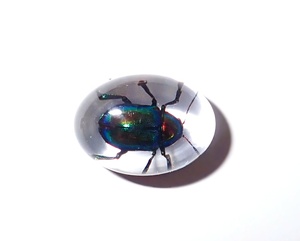 Cabochon ovale en plastique avec spécimen réel de Coléoptère à feuilles brillantes, 12x18 mm, fond plat transparent, pour artisanat et fabrication de bijoux - Product Image 2