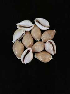 Conchas de Cauri Beige Naturales, Conchas Decorativas para Manualidades, Joyería, Decoración del Hogar y Proyectos de Bricolaje - Product Image 4