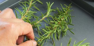 Feuilles de romarin séchées naturelles du Vietnam pour assaisonner les viandes grillées et les recettes culinaires aromatiques de 99 Gold Data Supply - Product Image 2