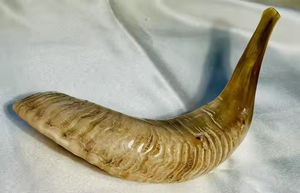 Shofar en corne de bélier poli, fait main, de qualité supérieure, casher, avec taille personnalisée pour la fête de Rosh Hashanah et Yom Kippur - Product Image 2