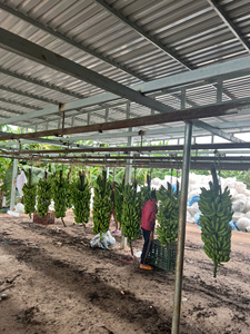 Bananes Highland Cavendish de qualité supérieure du Vietnam Récolte fraîche Douce et nutritive emballée pour les acheteurs en gros et au détail - Product Image 5