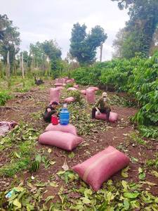 Best Price High Quality ODM/OEM Private Label Medium Roast Blend 70/30 Arabica Robusta Neutral Taste ISO Certified 500gr - Product Image 6