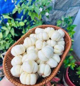 มังคุดอบแห้งแบบพรีเมียมจากเวียดนาม ผลไม้เขตร้อนธรรมชาติ ขนมขบเคี้ยวเพื่อสุขภาพสำหรับตลาดไลฟ์สไตล์เพื่อสุขภาพ - Product Image 3