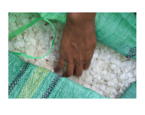 Écailles de poisson marins séchées naturelles pour la production de gélatine – Matière première nettoyée et séchée pour applications industrielles en vrac - Product Image 1