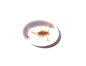 Escorpión Dorado, Espécimen Real, Cabujón de Plástico Ovalado de 18x25 mm, Base Plana Transparente para Manualidades y Joyería - Product Image 2