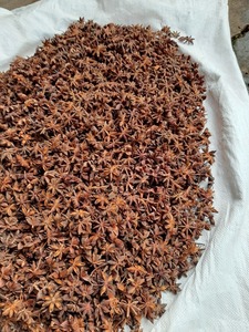 Anís estrellado, flor de anís, especias de Vietnam, anís estrellado de otoño, cosecha de primavera, Tu Quy Canh, anís - Product Image 3