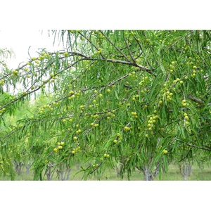 Huile pour cheveux Amla |   Formule nourrissante végane 2-en-1 pour des cheveux plus épais et plus sains avec force naturelle, brillance et soin des racines - Product Image 2