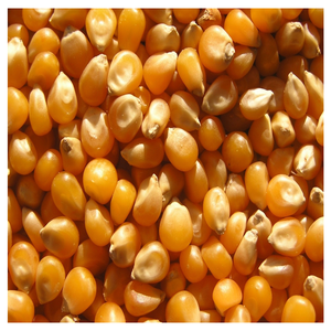 ข้าวโพดเหลืองเกรดอาหารสัตว์ ขายส่งจำนวนมาก ผู้ผลิต ผู้ส่งออก - Product Image 3