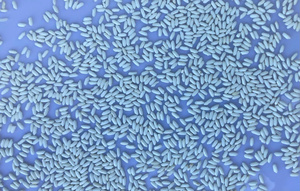 Glutinous Rice (<b>Sticky</b> Rice) Vietnam - Best Competitive Price - Bulk Export - MAX RICE - Product Image 6