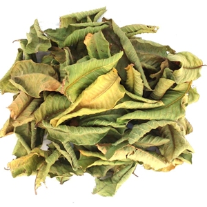 Hojas de Guayaba Premium, Amrud Patta, Psidium Guajava, Hojas de Té de Hierbas Secas al Sol Naturales, Proveedor Mayorista de Exportación de Rajasthan - Product Image 4