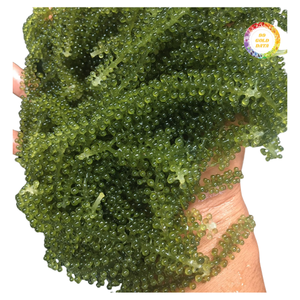 Caviar vert frais et raisins de mer pour sushi et salades - Product Image 1