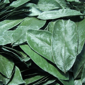Feuilles de corossol déshydratées pures d'origine vietnamienne pour infusions savoureuses et bases de boissons délicieuses de 99 Gold Data Co. - Product Image 1