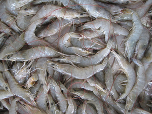 กุ้งแช่แข็งคุณภาพพรีเมียม HOSO ขายส่งเกรดอาหาร พร้อมส่ง มีสินค้าในสต็อก ผู้จัดจำหน่ายที่เชื่อถือได้สำหรับการส่งออก - Product Image 5