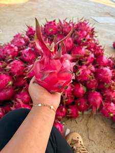 Fruta del Dragón Fresca de Vietnam, Roja y Blanca, Premium, Natural, para Mercados Frescos, Jugos, Postres, Catering y Comercio de Exportación - Product Image 1