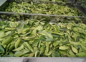 Dried Soursop Leaf Cut 3 5cm For <b>Tea</b> <b>Bag</b> Production And Private Label Vietnam - Product Image 4