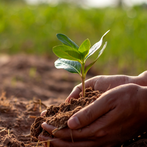 Potencial de rendimiento de los cultivos mejorado con fertilizante foliar microbiano, un fertilizante biológico - Product Image 6