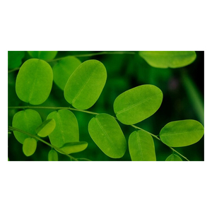 Feuilles de Moringa entières séchées, produit naturel à base de plantes pour mélanges culinaires et usage industriel - Product Image 6