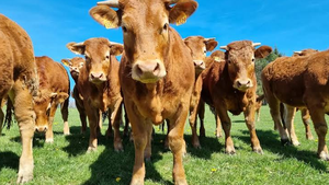 Bovins vivants du Limousin pour la distribution en gros et le commerce international Afrique du Sud NMF (PVT) LTD - Product Image 1