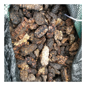 Fruits de Noni séchés soigneusement sélectionnés pour la vente en gros et les canaux de distribution internationaux - Product Image 1