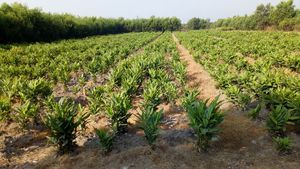 รากข่าแช่แข็งแบบธรรมชาติ หั่นชิ้น/ทั้งหัว ปอกเปลือก (แบบดิบ) 1 กก. ยี่ห้อเวียดนาม จากเวียดนาม ขายส่ง จัดส่งรวดเร็ว ข่าแช่แข็งแบบ IQF - Product Image 5