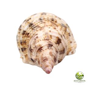 Concha de Tritón Natural Decorativa, Concha de Mar Grande, Concha de Caracol, Decoración Oceánica, Regalo de Playa, Decoración de Playa - Product Image 3
