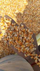 อาหารสัตว์ข้าวโพดเหลืองออร์แกนิกโปรตีนสูง FarmPro สำหรับโค คุณภาพพรีเมียม ความชื้น 12% อายุการเก็บรักษา 12 เดือน ขายส่ง - Product Image 5