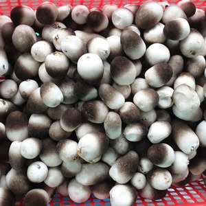 Champignons de paille congelés de haute qualité Champignons biologiques et naturels transformés au Vietnam - Product Image 6