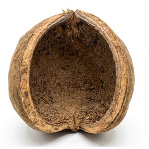 ฝักบัวแห้งธรรมชาติ (ขนาดใหญ่) สำหรับตู้ปลาและกุ้ง - Product Image 4