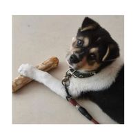 Bâton à mâcher pour chien en bois de Java de qualité supérieure, sûr pour les animaux de compagnie, prêt à l'exportation, fournisseur du Vietnam avec emballage en boîte cartonnée