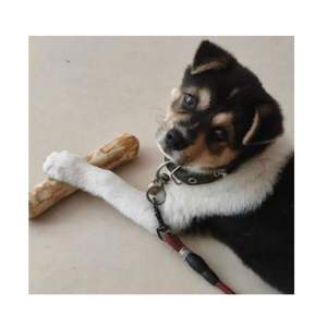 Premium Java Wood Dog Chew Stick Safe for Pets Ready for Export Vietnam Supplier with Card <b>Box</b> <b>Packaging</b> - Product Image 6