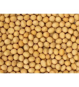 Fournisseur en gros de soja biologique non-OGM, frais et séché, jaune, très demandé, pour la transformation alimentaire en emballage en vrac - Product Image 3