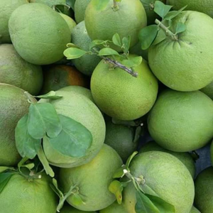 Pomelo fresco de piel verde de Vietnam/fruta orgánica al por mayor de Vietnam - Product Image 3