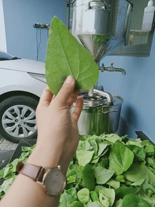 Feuilles de Tiliacora Triandra congelées de qualité supérieure en gros du Vietnam pour la production de gelée de herbe verte - Product Image 1