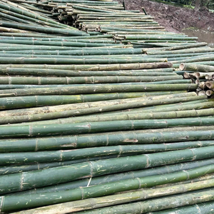 Poteau en bambou droit, finition naturelle, pour le soutien des jardins et des serres - Product Image 1