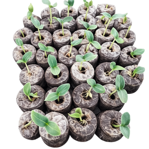 Pellets de coco biodégradables de haute qualité pour pépinières et culture hydroponique - Taille et emballage personnalisés disponibles - Prix avantageux - Product Image 1