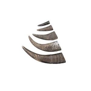High Quality Customized Size Raw Buffalo Horn Tip <b>Polished</b> <b>Black</b> Agate Color Religious Holiday Decorative Natural Craft - Product Image 5