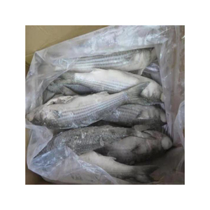 Venta al por mayor de pescado mullet gris congelado, suministro a granel, precio bajo, pescado fresco y congelado - Product Image 2