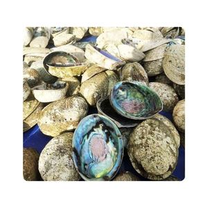 DISPONIBLE |   Concha de abulón para decoración de interiores, manualidades, obras de arte en resina y aplicaciones de exhibición de conchas, Vietnam - Product Image 1